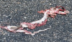 Coluber constrictor etheridgei