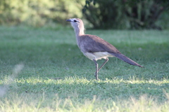 Chunga burmeisteri