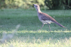Chunga burmeisteri