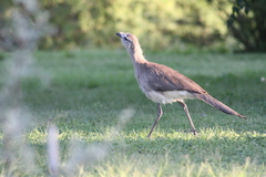 Chunga burmeisteri