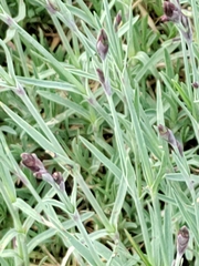 Porophyllum linaria