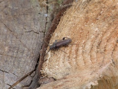 Opsimus quadrilineatus