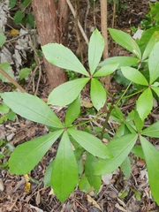 Pseudopanax colensoi