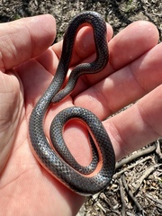 Carphophis vermis