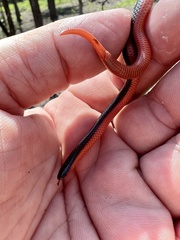 Carphophis vermis