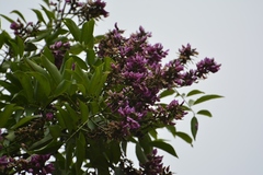 Lonchocarpus sumiderensis