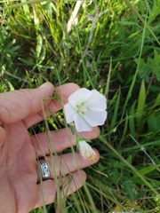 Callirhoe alcaeoides