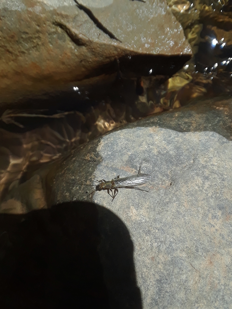 Least Salmonfly