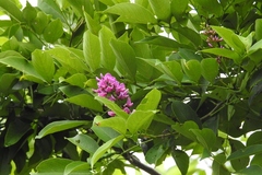 Lonchocarpus sumiderensis