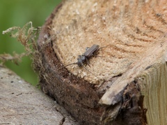 Opsimus quadrilineatus