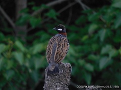 Francolinus francolinus