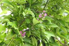 Lonchocarpus sumiderensis