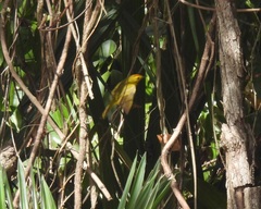 Setophaga petechia rufivertex