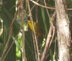 Setophaga petechia rufivertex