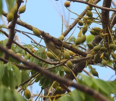 Spindalis zena benedicti