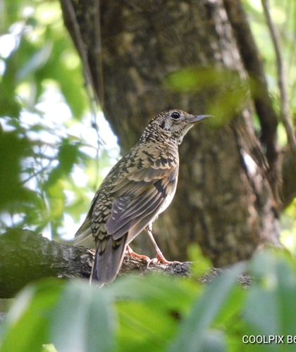 Scaly Thrush (Zoothera dauma), photo 4