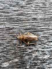 Parellipsidion latipenne