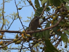 Spindalis zena benedicti