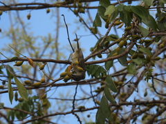 Spindalis zena benedicti