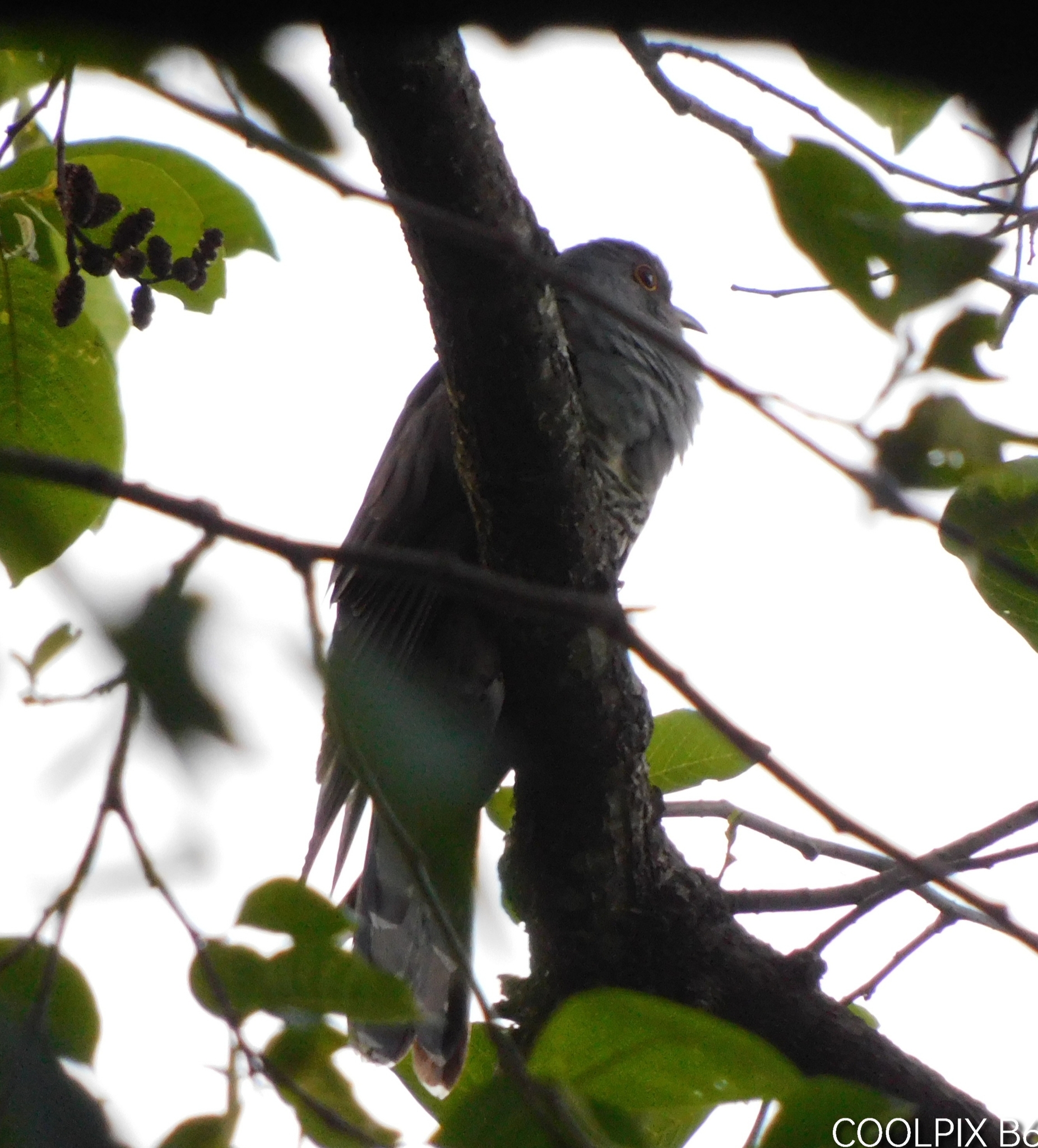 Himalayan Cuckoo (Cuculus saturatus), photo 8