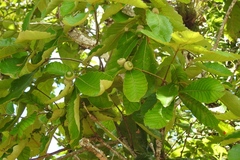 Quercus purulhana