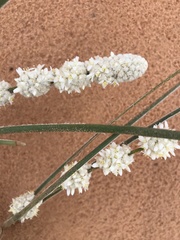 Lomandra leucocephala