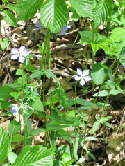 Phlox divaricata laphamii