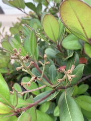 Rhaphiolepis umbellata