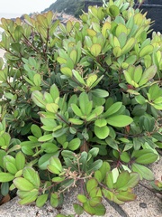 Rhaphiolepis umbellata