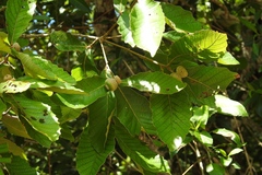 Quercus purulhana