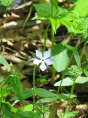 Phlox divaricata laphamii