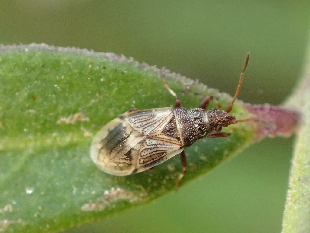 Crophius angustatus