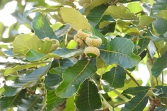 Quercus purulhana