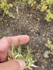 Urochloa reptans