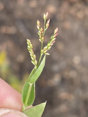 Urochloa reptans