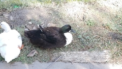 Anas platyrhynchos domesticus