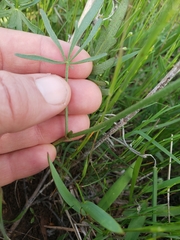 Callirhoe alcaeoides