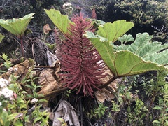 Gunnera insignis