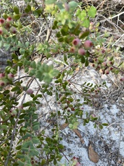 Vaccinium darrowii image