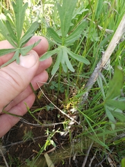 Callirhoe alcaeoides