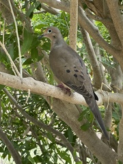 Zenaida macroura clarionensis