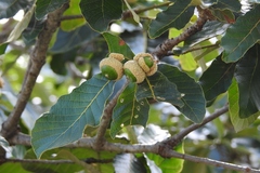 Quercus purulhana