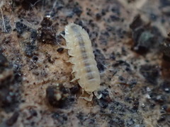 Haplophthalmus danicus