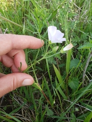 Callirhoe alcaeoides