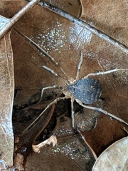 Eumesosoma