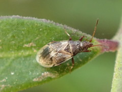 Crophius angustatus