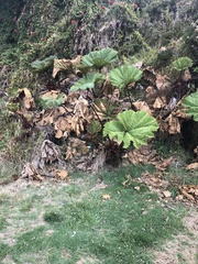 Gunnera insignis