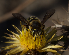 Anthidium loti