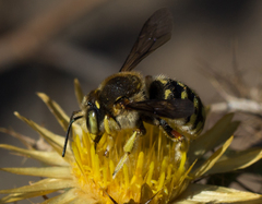Anthidium loti