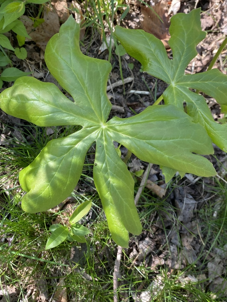 mayapple from Avon Pl, Athens, OH, US on April 28, 2022 at 04:05 PM by ...